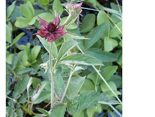 Comarum palustre L.